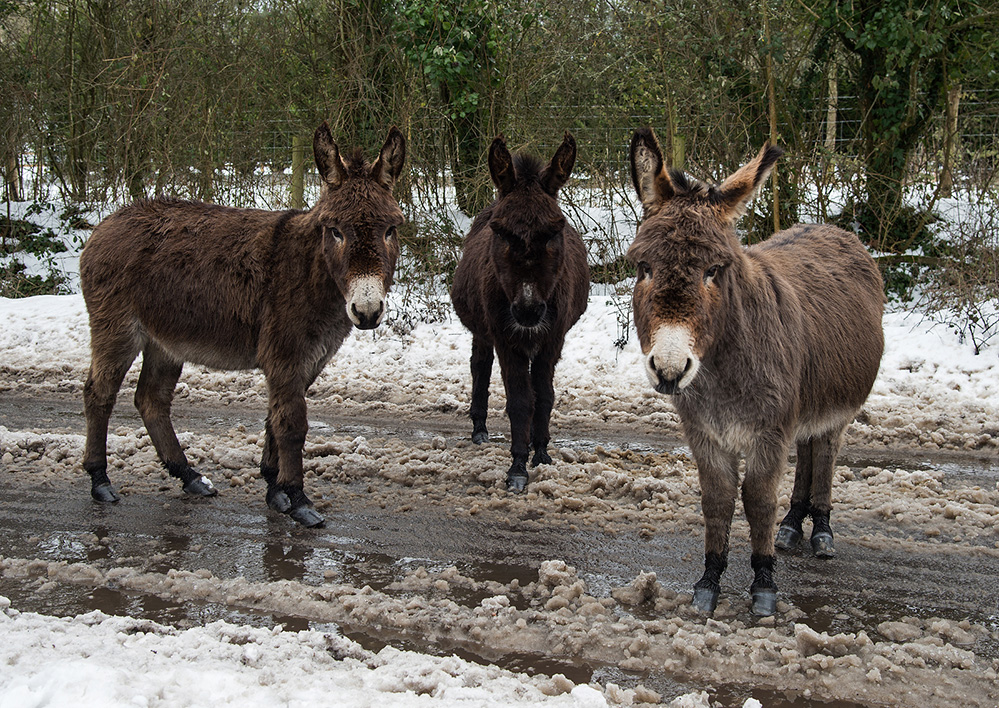 Winter Three Wise Donkeys, Cadnam